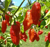 Red Ghost Pepper Mash - aka Bhut Jolokia by Magic Plant | Embrace the Ghostly Bite | 1M SHU | Distinctive Rich Fruity Flavor | Fresh Pepper