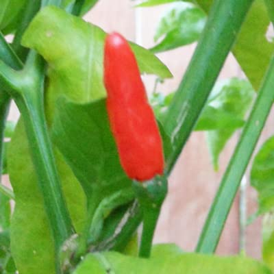 4 oz Fiery Farms African Birds Eye Dried Red Chili Pods Non GMO Hot Peppers Peri Peri Red Hot Chilis Dried Chiles Chili Pepper Capsicum frutescens