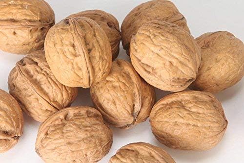 Walnuts In-shell (Whole) (10 LB)