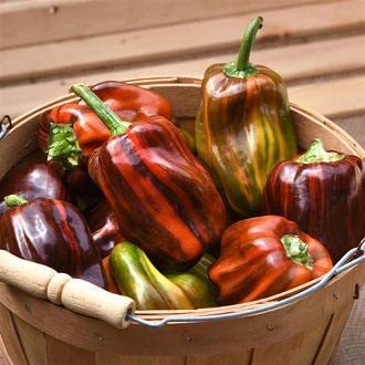 Pepper Candy Cane Choc Cherry 100 Seeds