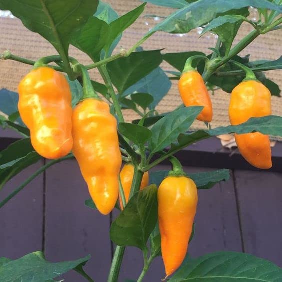 Orange Datil Pepper Powder by Magic Plant, 1 Kg Bulk - 200K-400K SHU | Rare Sweet Heat with Tangy Fruity Flavor | Pure Fine Ground Chili for Creative