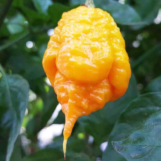 Yellow Carolina Reaper Pepper Flakes by Magic Plant - 1 Lb Bulk - Extremely Hot Rare Chili Strain 1.4M - 2.2M SHUs | Sweet Tangy Citrus Flavor |