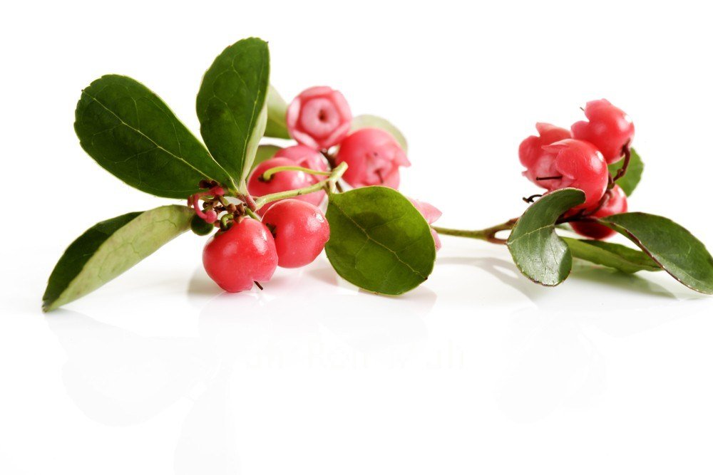 Wintergreen Leaf - Dried Gaultheria procumbens Leaf C/S from 100% Nature (4 oz)