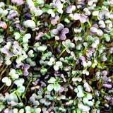 Mountain Valley Seed Co Mizuna Mustard Seeds 1 Lb Non-GMO Japanese Mustard