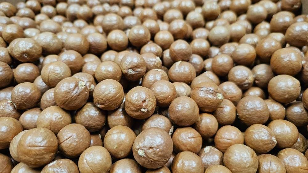 Macadamia Nuts - In shell (whole) Medium size (5 LB)