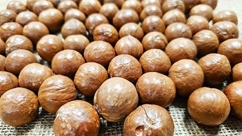 Macadamia Nuts - Raw In shell (whole) Medium size (3 LB)