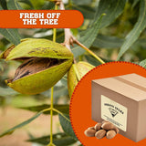 Pecans, Flavorful in shell, Unshelled Fresh, Easy to crack, Healthy snack, Dietetic, Vegan, Calcium, Packed in a resealable pouch bag of 1 lb. (16