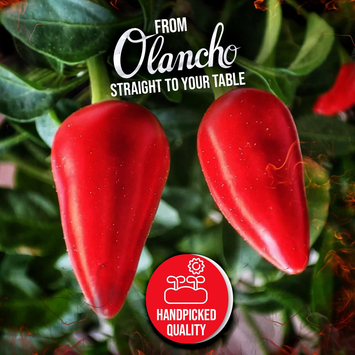 Jutiquile Sabor Olanchano Mild Hot Sauce - Aged Tabasco Pepper Sauce from Olancho, Honduras - Authentic Central American Flavor, Balanced Heat, Pantry