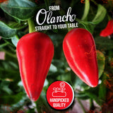 Jutiquile Sabor Olanchano Mild Hot Sauce - Aged Tabasco Pepper Sauce from Olancho, Honduras - Authentic Central American Flavor, Balanced Heat, Pantry