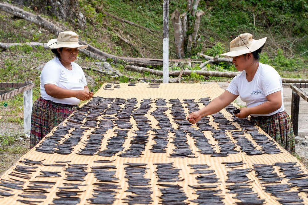 10 Guatemalan Vanilla Beans Whole Grade A Vanilla Pods for Homemade Vanilla Extract, Baking, Ice Cream, Flavoring, & Vanilla Powder