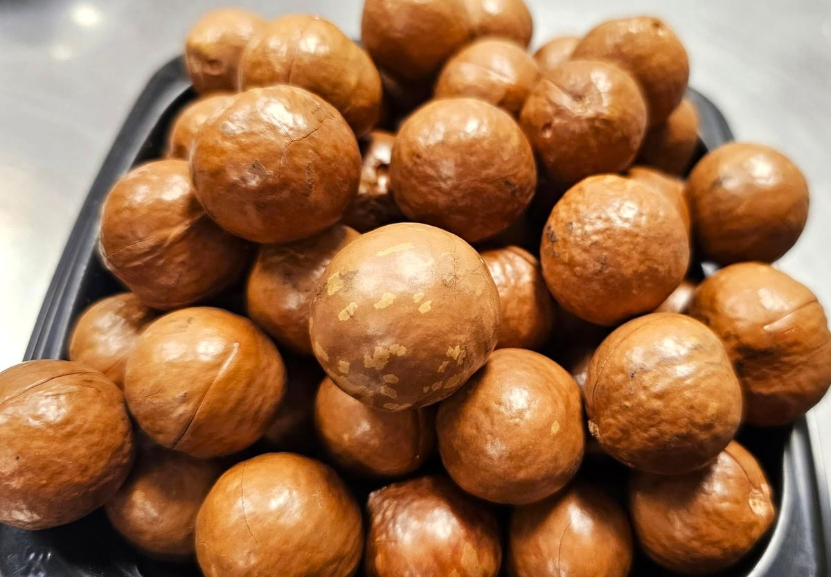 Macadamia Nuts - Raw In shell (whole) Medium size (3 LB)