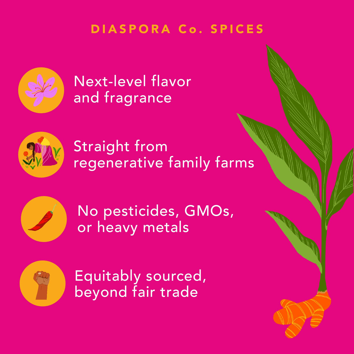 Diaspora Spice Co. Pragati Turmeric Powder - Single-Origin Heirloom Turmeric from India, High Curcumin (5.2%), Fresh Harvest Spice for Cooking, Golden