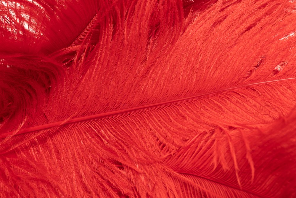 AVIAN COLOR FEATHER DUSTER. (Red)