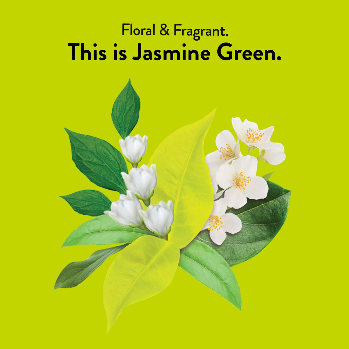 Choice Organics - Organic Jasmine Green Tea (6 Pack) - Green Tea Scented with Jasmine Blossoms - Fair Trade - Compostable - Contains Caffeine - 96