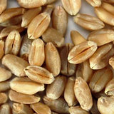 Soft White Wheat - Organic - 2.5 Lbs. Resealable Pouch - Handy Pantry Brand - Perfect for Food Storage, Flour, Baking, Sprouting & More