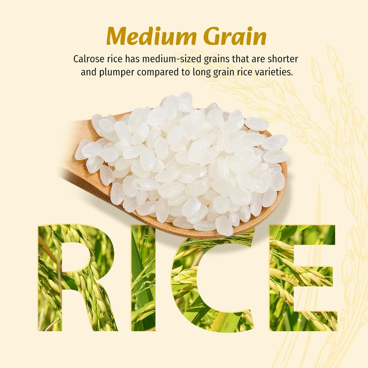 Soeos Sushi Rice, Medium Grain Rice, Sticky Rice for Sushi Rolls and Japanese Food, 2 Pound (32 Ounce)