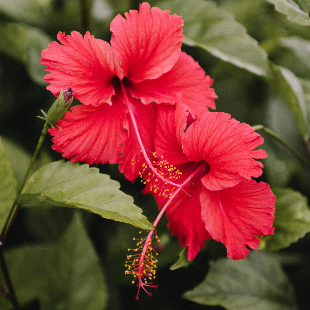 Hibiscus Tea Bags 100 Bags Total Caffeine-Free Hibiscus Sabdariffa Flowers Bursting With All-Natural Vitamins & Minerals in Pouch by Zokiva
