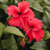 Hibiscus Tea Bags 100 Bags Total Caffeine-Free Hibiscus Sabdariffa Flowers Bursting With All-Natural Vitamins & Minerals in Pouch by Zokiva