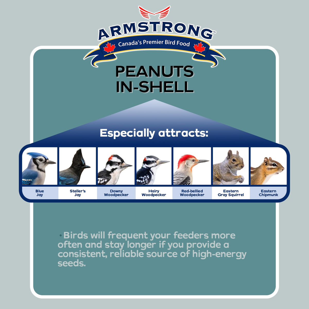 Armstrong Bird Food Peanuts-in-Shell, 3 Pounds - for Blue Jays, Eastern Grey Squirrels and Eastern Chipmunks for Outside Feeders