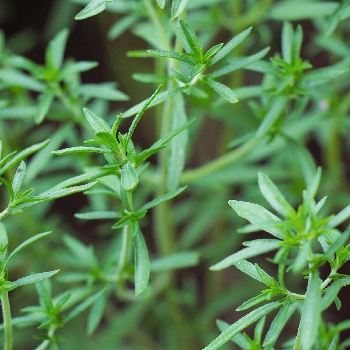 Birch & Meadow Savory, Cut & Sifted, Aromatic Herb (2.9 Ounce)