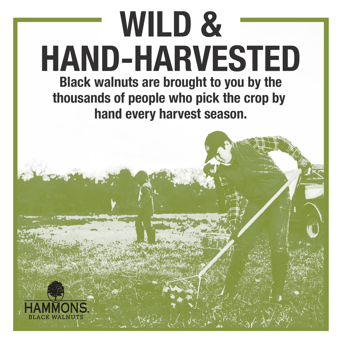 Hammons Fancy Large Black Walnuts -Wild Harvested - Non-GMO - Gluten-Free - High Protein - Keto Snack - Nuts for Cooking and Baking - 35Lb Box