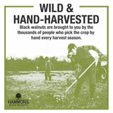 Hammons Fancy Large Black Walnuts -Wild Harvested - Non-GMO - Gluten-Free - High Protein - Keto Snack - Nuts for Cooking and Baking - 35Lb Box