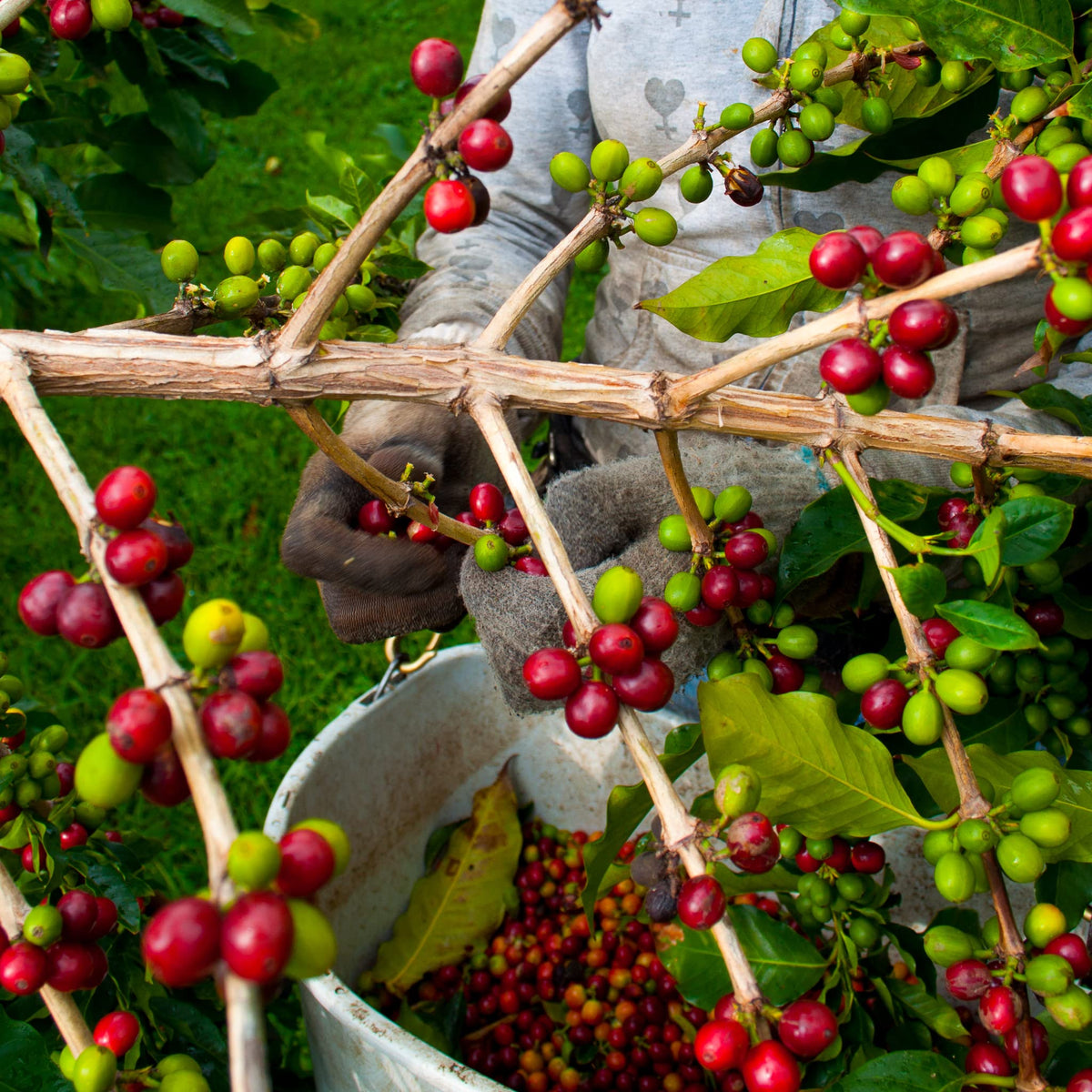 Greenwell Farms 100% Hawaiian Kona Coffee - French Roast, Whole Bean, 16oz