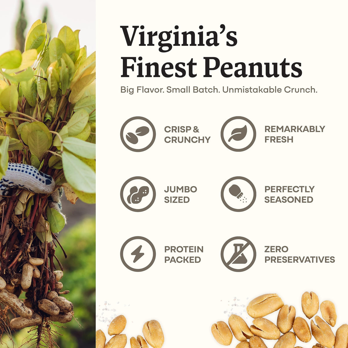 Belmont Peanuts Gourmet Sea-Salted Virginia Peanuts, 25 oz (1 Pack) - Only 3 Simple Ingredients, No Preservatives, 7g Protein - A Premium, Salty