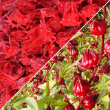 WOODCHA Roselle, Candied Hibiscus, Dried Edible Flowers, Edible Hibiscus Flowers Cake Decorations, Hibiscus Food, Dehydrated Flowers, Roselle, Kosher