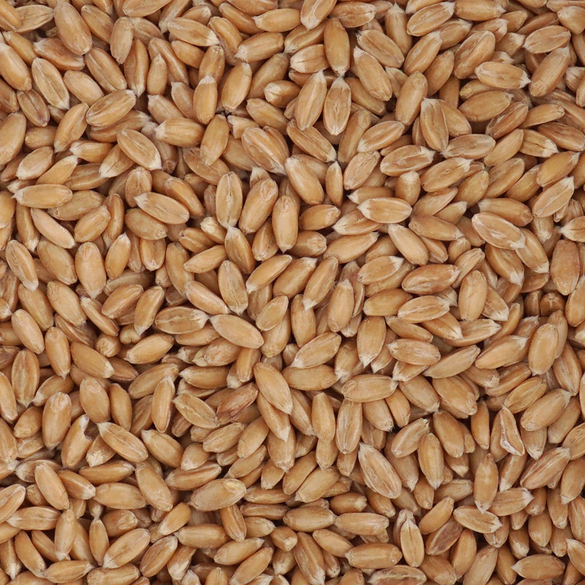 Spelt Berries, 1.5 Pound Bulk Bag, Hampton Distribution