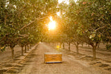 Dried Soybeans (Soynuts) Roasted Salted, 14 Oz., Kosher