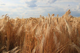Early Morning Harvest Organic Dark Rye - Made from Organic, Non-GMO Rye - Stone Ground Dark Flour for Bread and Baking, Pumpernickel Flour, Sourdough