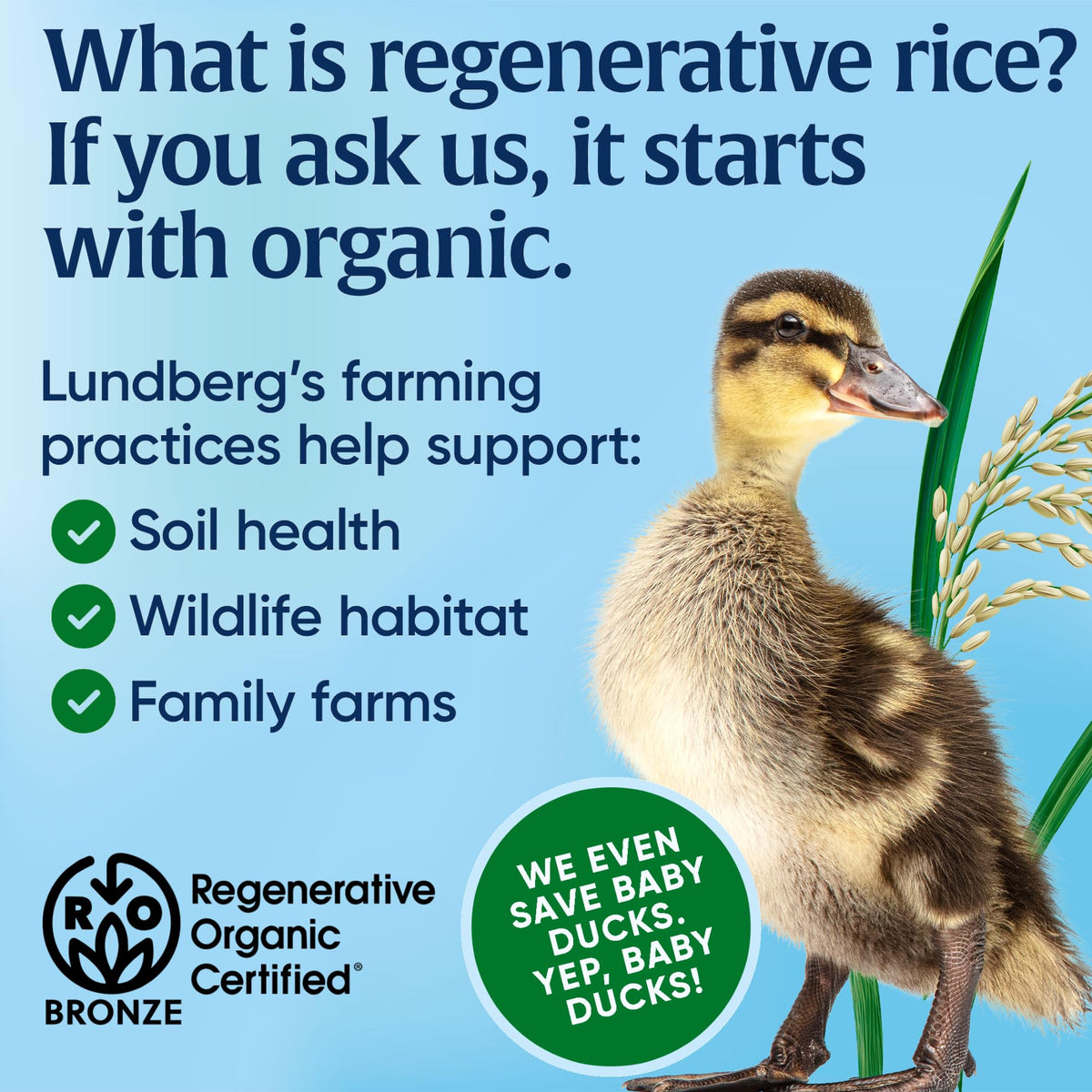 Lundberg Rice Cake Wild Rice Org 8.5 OZ