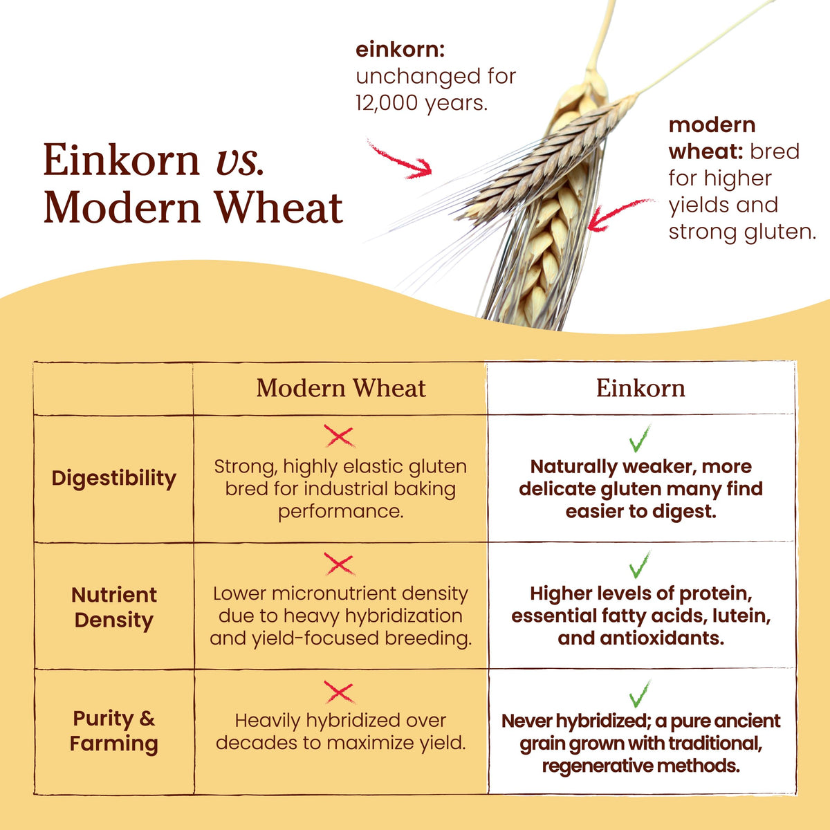 Jovial Organic Einkorn Whole Wheat & Unbleached All Purpose Flour - Bread Baking Flour for Sourdough, High Protein, Non-GMO, Organic Pizza & Pasta