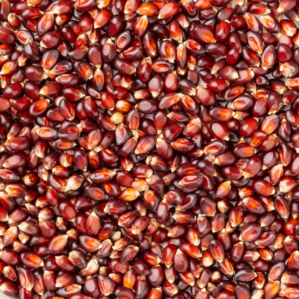 Amish Country Popcorn | 14 oz Bottle | Red Popcorn Kernels | Old Fashioned, Non-GMO and Gluten Free (14 oz Bottle)