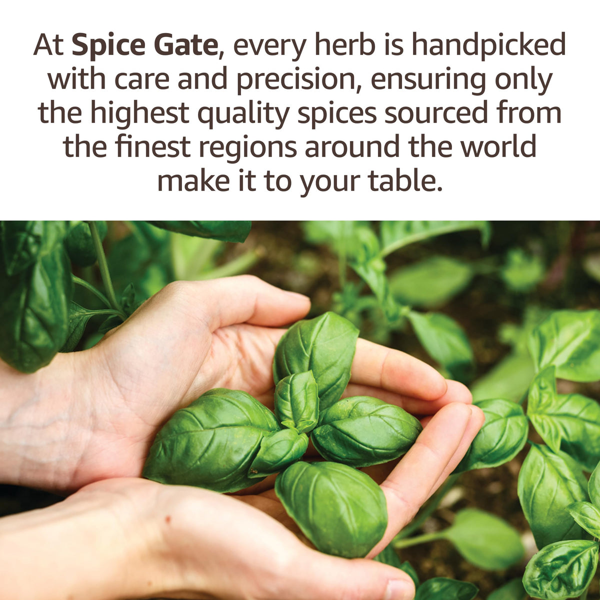 Spice Gate Mint Leaves - (1 oz)