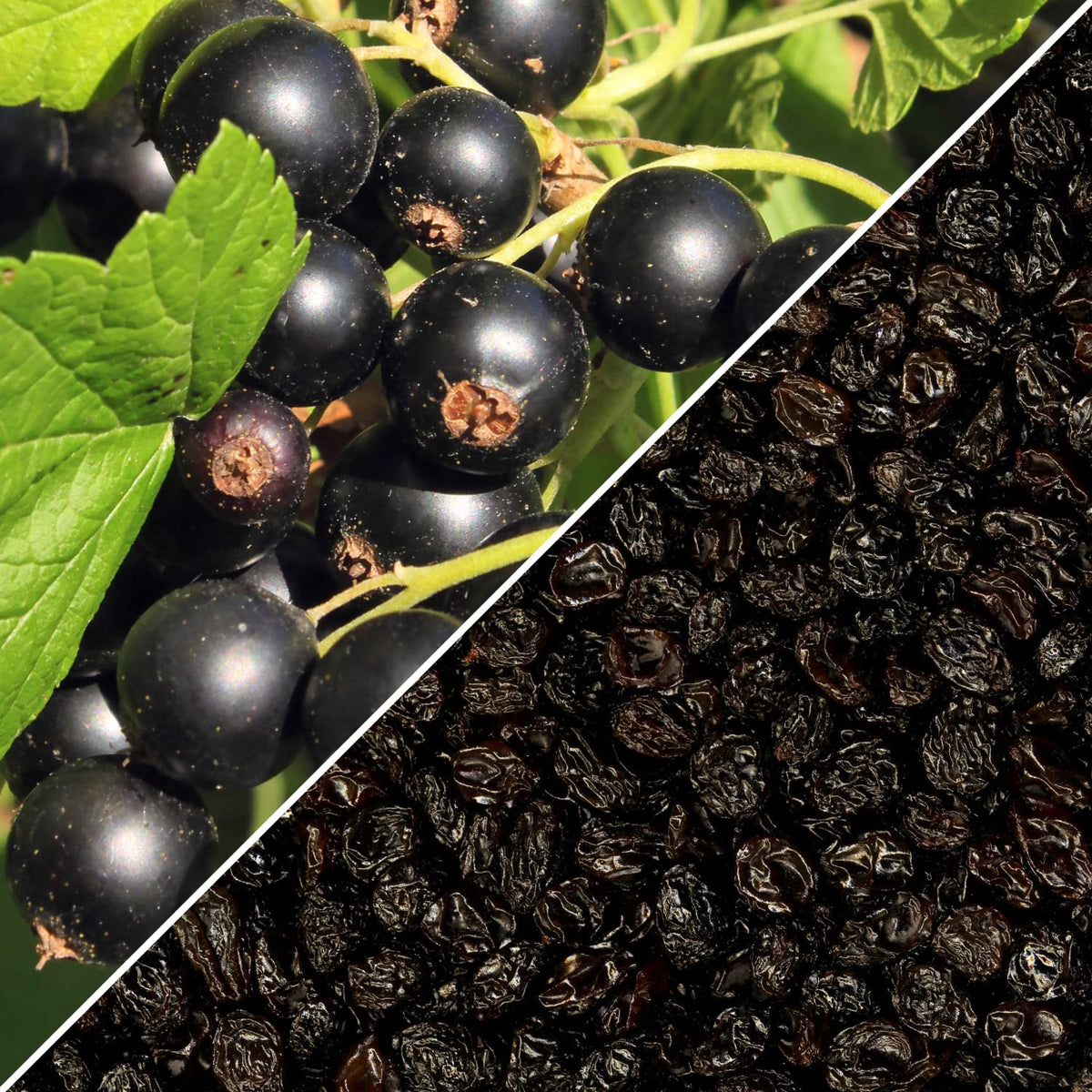 Dried Zante Currant Raisins by Its Delish, 1 Lb (16 oz) Bag | Black Currants Dried Fruit for Snacking and Baking | Vegan, Kosher