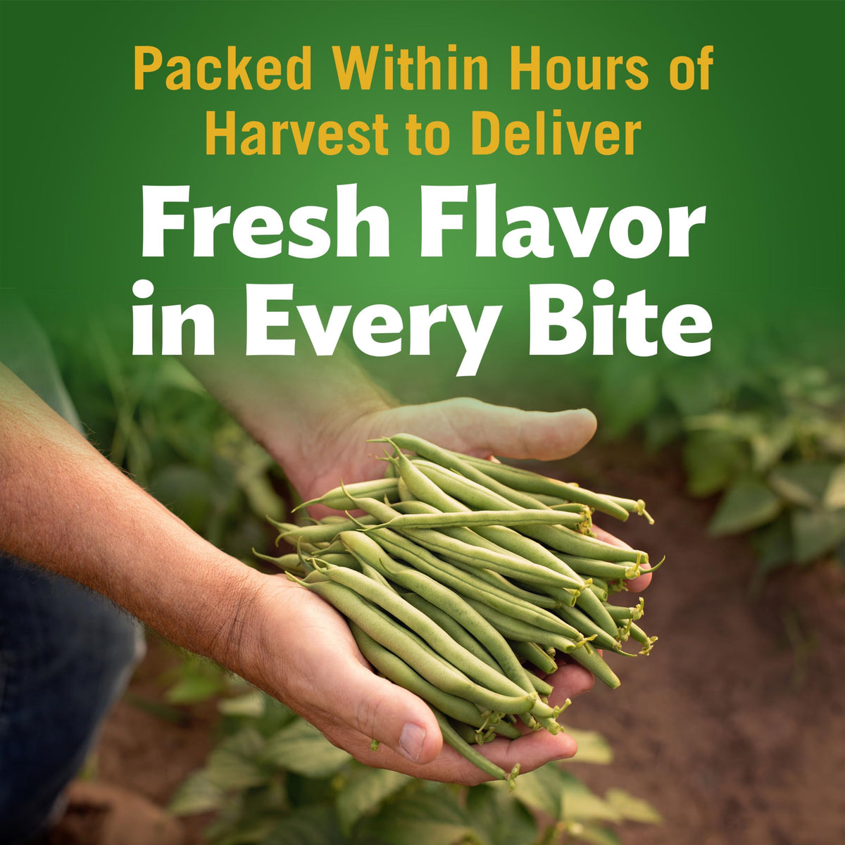 Del Monte Fresh Cut Blue Lake Cut Green Beans 14.5 oz. Can, Canned Vegetables