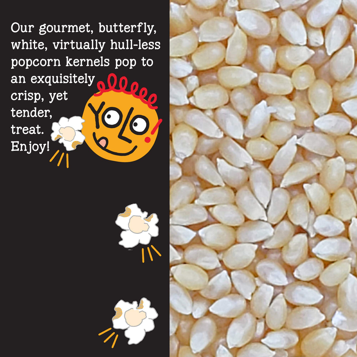 YOLO! Snacks - Gourmet White Virtually Hulless Popcorn Kernels - Small Kernels - Non-GMO - 14oz (3 Pack)