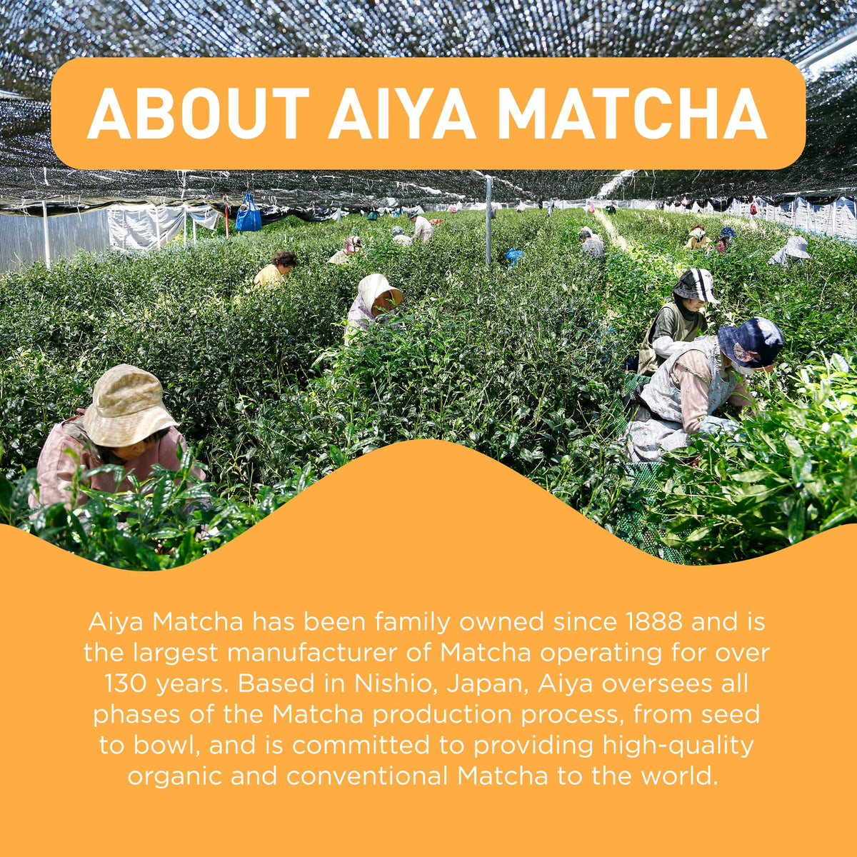 Aiya Matcha+ Awake™ - Lime Flavored Matcha Energy Drink Mix - 140mg Caffeine per Packet - Premium Japanese Matcha Green Tea Powder - On-the-Go Energy