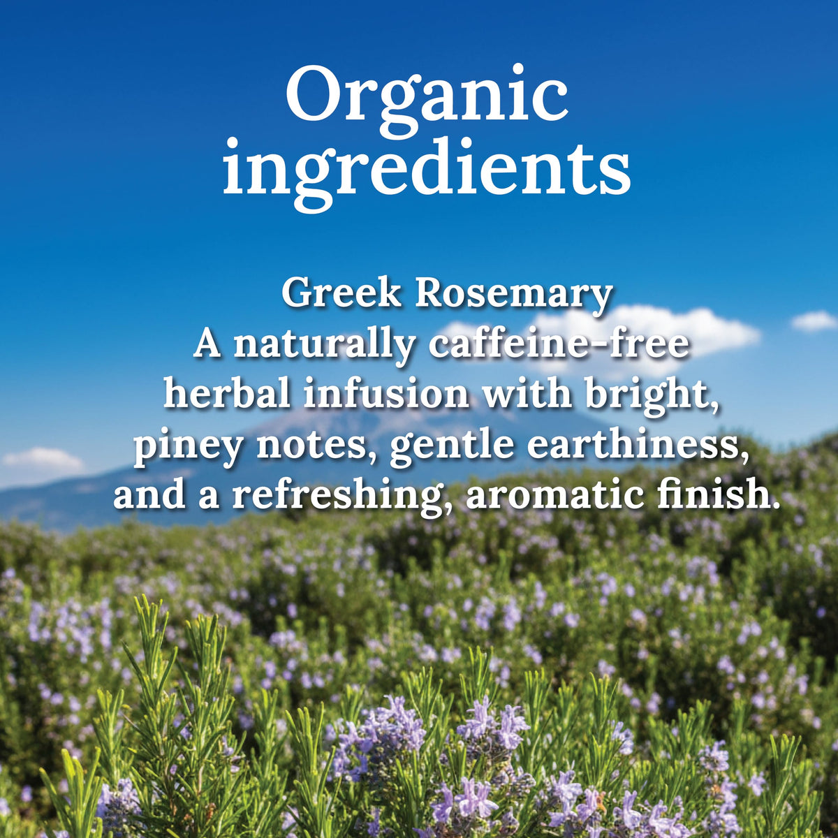 My Land Organic Dried Rosemary Leaves - 1.76 oz (50 g) | USDA Certified Organic Herb for Tea & Culinary Use | Naturally Aromatic Mediterranean