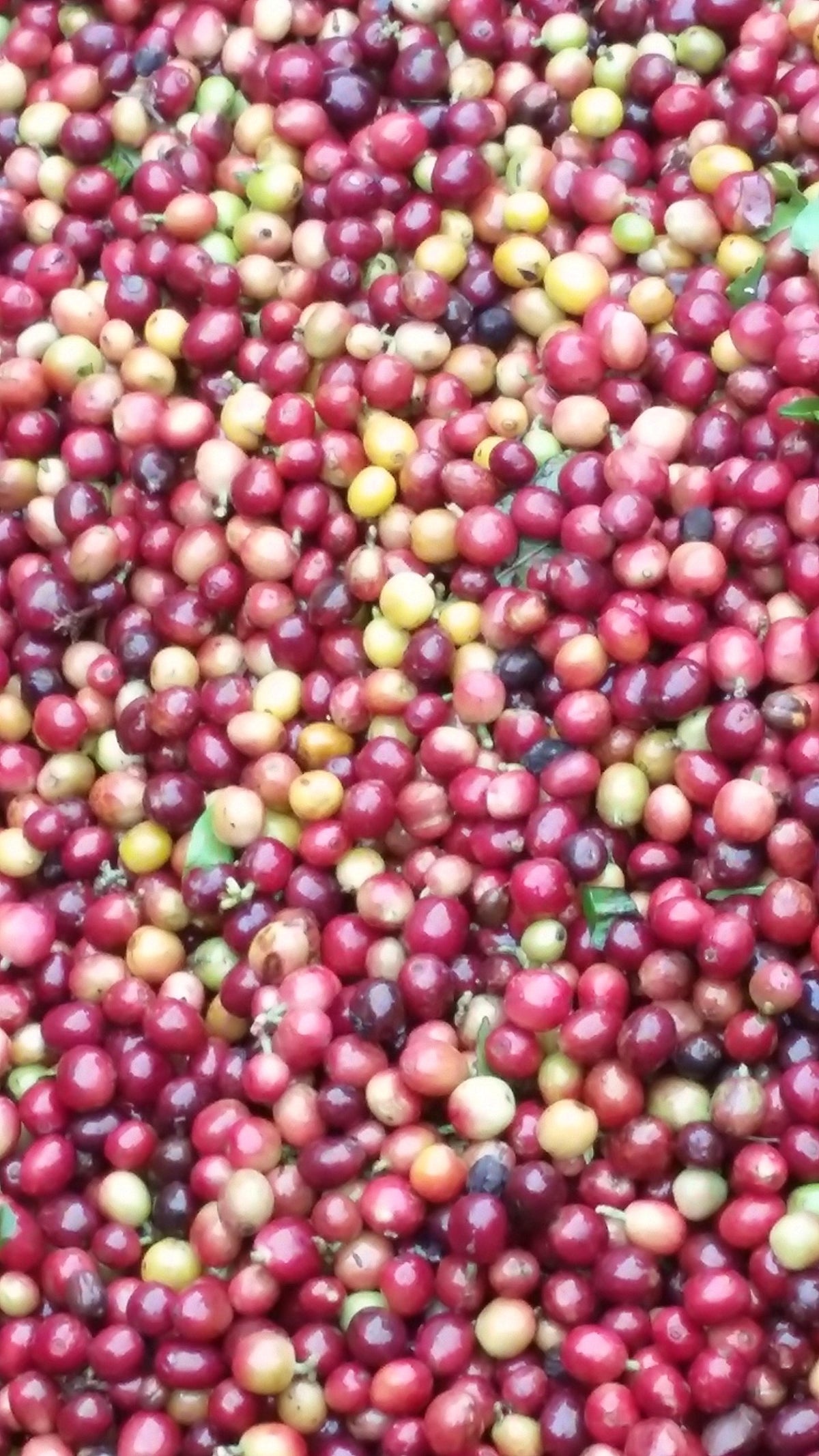 Raw Unroasted Green Coffee Beans - Special micro Farm La Compañia (5 Lb)