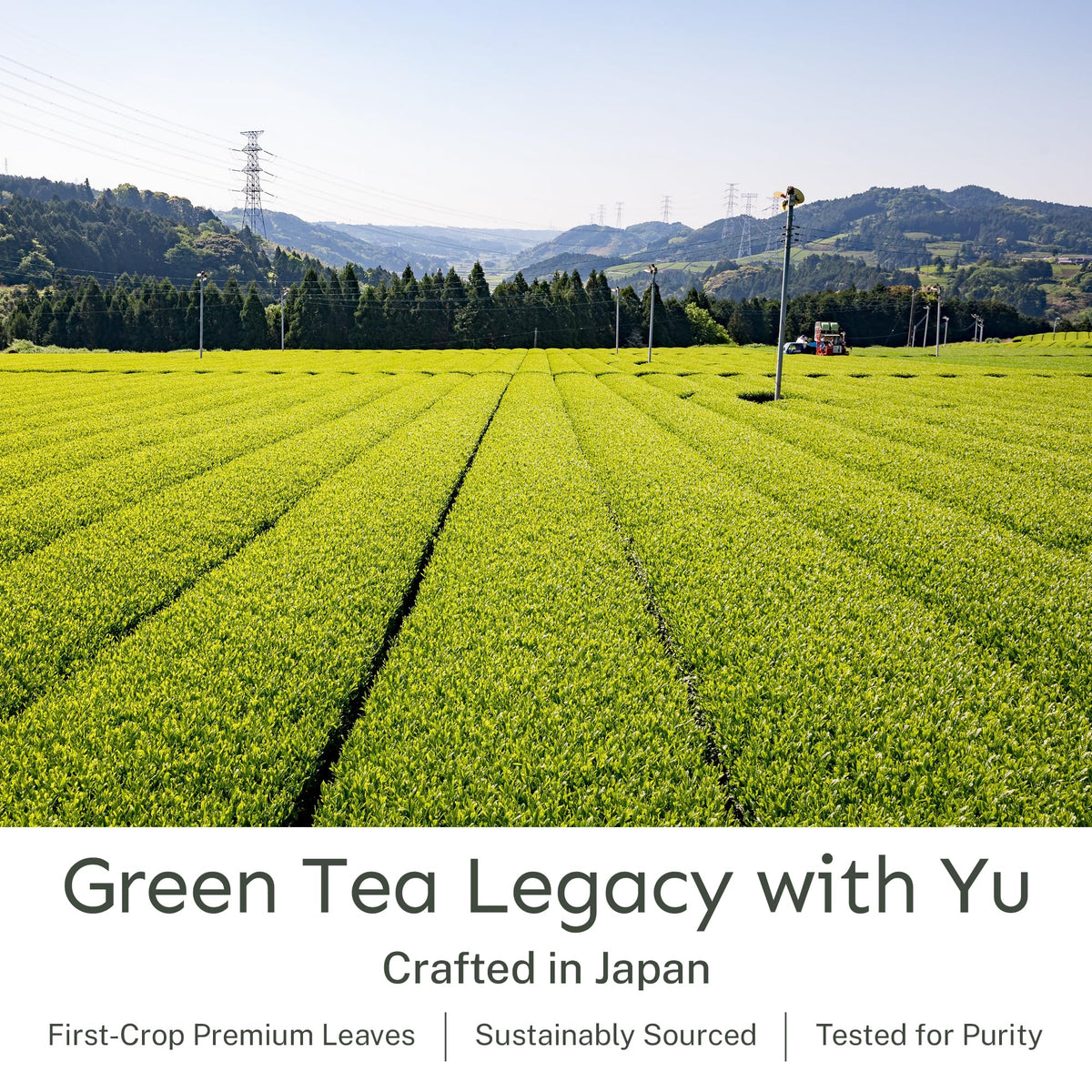 Yu Tea Organic Genmaicha Green Tea Powder, 30 Instant Packets | Japanese Green Tea & Roasted Brown Rice | Low Caffeine & Unsweetened | Relaxation
