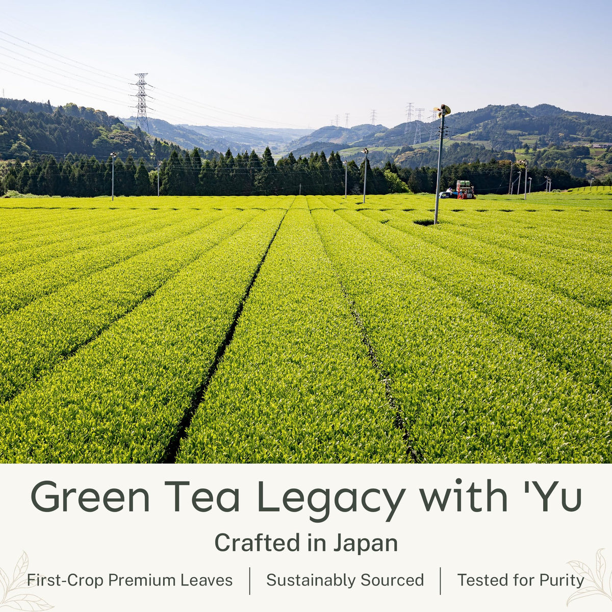 Yu Tea Organic Ceremonial Grade Matcha Powder, 30 Instant Packets | Packed with Antioxidants, L-Theanine & Natural Caffeine | Unsweetened Grade A