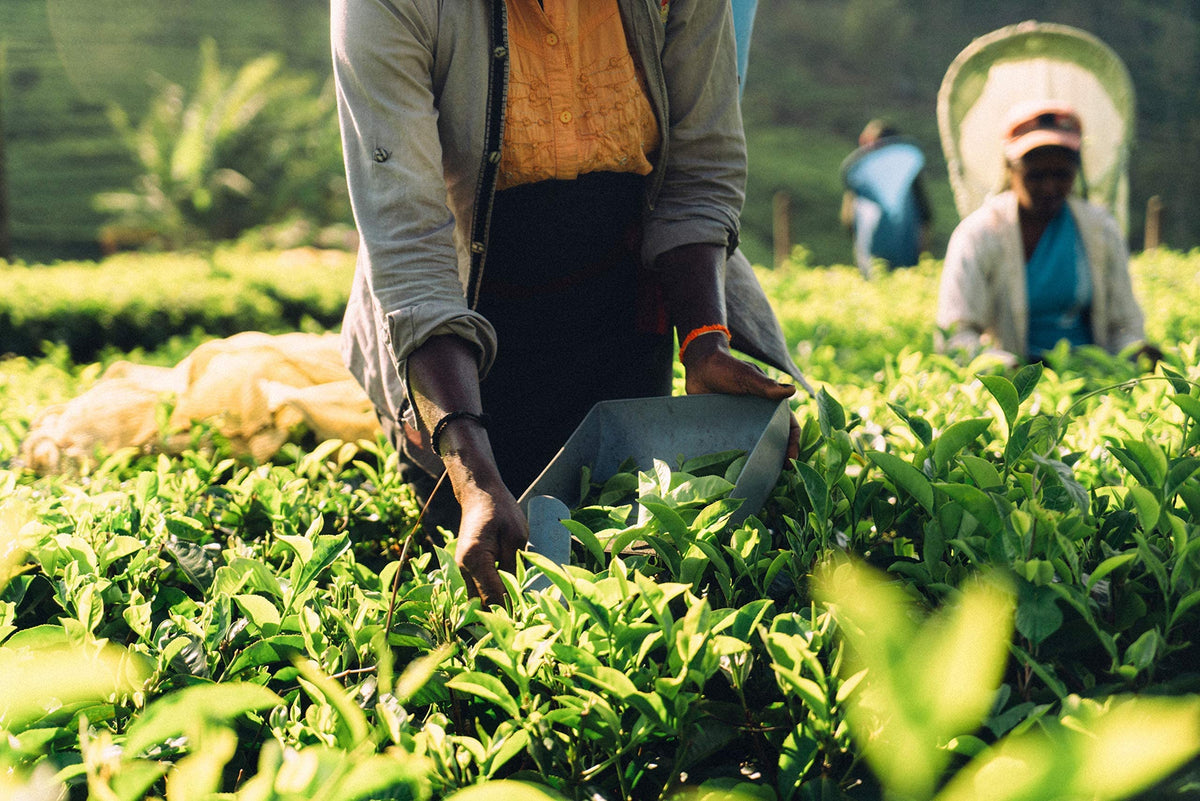 QuikTea Earl Grey Black Tea - 25 Count - All Natural, Preservative Free - Natural Bergamot Flavor, Premium Assam Black Tea - Easy To Brew, Kosher