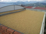 Raw Unroasted Green Coffee Beans - Special micro Farm La Compañia (5 Lb)
